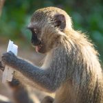 Exploring the Potential of Socially Responsible Investing